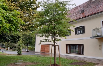 gepflanzt für die Baumpflanz-Challenge