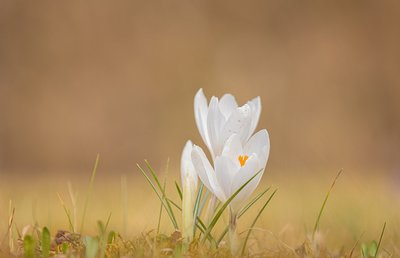 Krokus