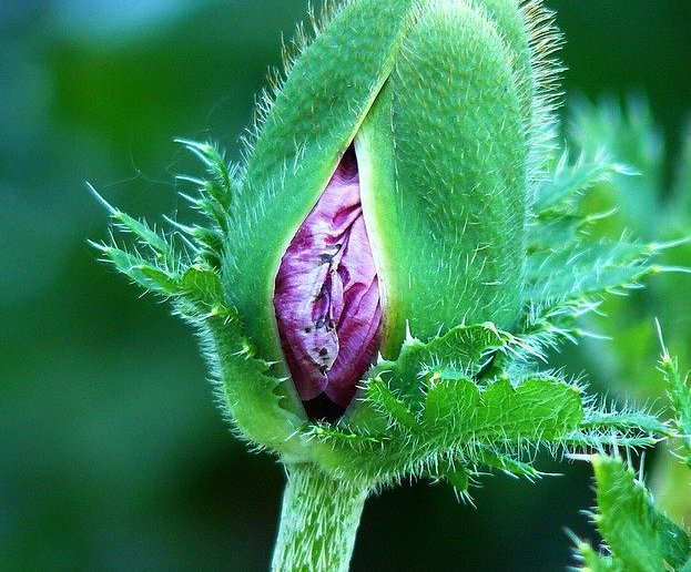 #helpinghands #solidarity#stays healthy / Anja by pixabay.com (https://pixabay.com/photos/poppy-nature-blossom-bloom-flower-287037) #helpinghands #solidarity#stays healthy