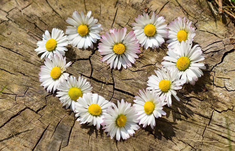 aus Gänseblümchen wurde ein herz geformt